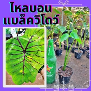 ต้นไหลบอนแบล็ควิโดว์ 1 กระถางcolocasia black widow ก้านกระดูกดำ จัดเป็นน้องชายฟาโรห์ จัดส่งพร้อมกระถาง