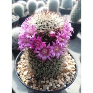 🌵💥สปินโน 💥🌵Mammillaria spinosissima ไม้เมล็ด  ขนาดความสูง 4-6 ซม. ต้นกระบองเพชร ต้นแคคตัส (แคคตัส กระบองเพชร)