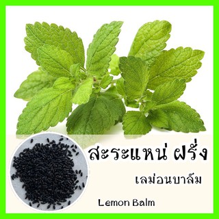 พร้อมส่ง ❗ รหัส 059 เมล็ดพันธุ์แท้ OP แท้  เลม่อนบาล์ม (สะระแหน่ฝรั่ง)  - Lemon Balm เมล็ดสะระแหน่ เมล็ดพันธุ์