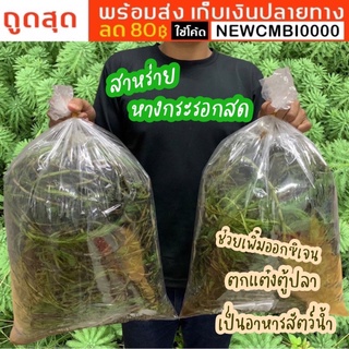 🍃สาหร่ายหางกระรอกสด 600 กรัม ปลอดสาร  ช่วยเพิ่มออกซิเจนในน้ำ ตกแต่งตู้ปลา เป็นอาหารปลา อาหารกุ้ง อาหารสัตว์น้ำ