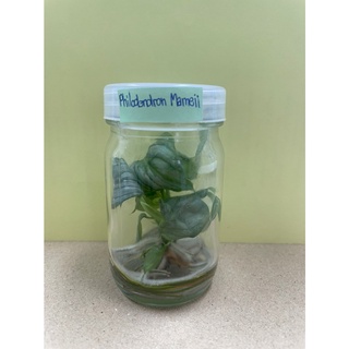 Philodendron Mamei ✨ ฟิโลเดนดรอนมาเมอิ ✨