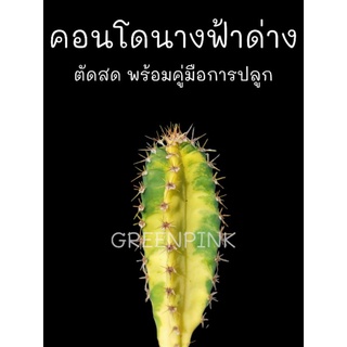 คอนโดนางฟ้ายักษ์ด่าง 🌵 ภาพตรงปก2/10/2022 Cactus​ แคคตัส กระบองเพชร​ ไม้อวบน้ำ​ ปราสาทนางฟ้า คอนโดนางฟ้า คอนโดนางฟ้ายักษ์