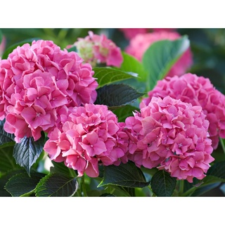 20 เมล็ด เมล็ดไฮเดรนเจีย Hydrangea Seeds สีชมพู ไฮเดรนเยียสายพันธุ์ฝรั่งเศส