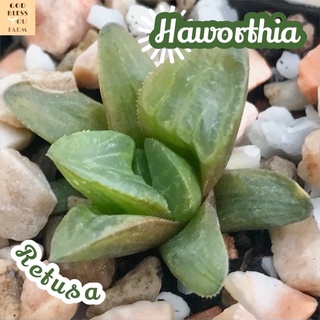 [ฮาโวเทียเรทูซ่า] Haworthia Retusa ส่งพร้อมกระถาง แคคตัส Cactus Succulent Haworthia Euphorbia ไม้หายาก พืชอวบน้ำ ไม้หนาม