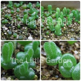 เมล็ดพันธ์ุ🌱”หูกระต่าย🐰” (Monilaria Obconica)พร้อมปลูก 30เมล็ด🌸