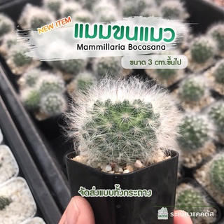 🌵แมมขนแมว🌵  แคคตัสขนฟู ดอกน่ารัก 🌵ไม้เพาะเมล็ด  💥ไซค์3เซนขึ้นไป Mammillaria Bocasana แมมขน ขนนกเหลือง จัดส่งทั้งกระถาง