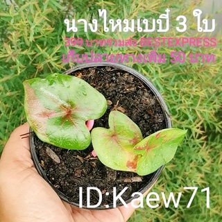 🌱บอนสี นางไหม,หน้าวัวแดง, อิเหนา,ชมพูอันดามัน,ทับทิมสยาม,พลายชมพู,ดาบฟ้าฟื้น, สหัสเดชะ รัตนสิน​