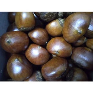 เกาลัดครัว (เกาลักญี่ปุ่น) พร้อมทาน เม็ดใหญ่หวานมันอร่อยแบบธรรมชาติ จากเยาวราช(นำหนัก 500 กรัม 1000 กรัม)