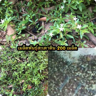 เมล็ดพันธุ์สะเดาดิน สมุนไพรพื้นบ้าน 200 เมล็ด