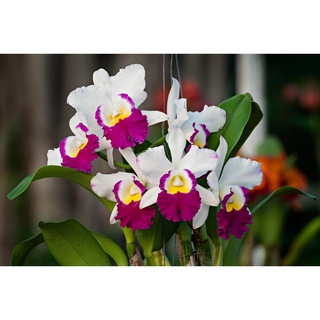 30 เมล็ดพันธุ์ เมล็ดกล้วยไม้ แคทลียา (Cattleya Orchids) Orchid flower seeds อัตราการงอก 80-85%