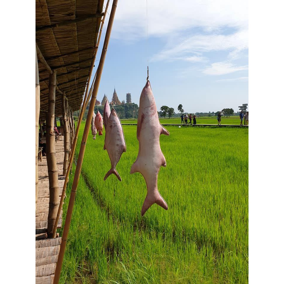 หมอนปลากุเลา ราชาแห่งปลาเค็ม ของดีเมืองตากใบ!  ขนาด 100 ซม