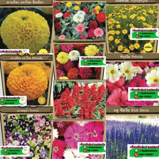 เมล็ดดอกไม้🌸🌷สวยงาม ชุดที่2🌼💐