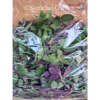 หญ้าไผ่น้ำสด ขายเป็นกิโล เกษตรอินทรีย์ (หญ้าไผ่น้ำล้างไต) รหัสร้าน iqsungfj *โปรดระวังร้านค้าลอกเลียนแบบ