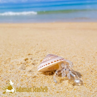 Andaman seashell  แก้วเป่าติดเปลือกหอย รูปปูเสฉวน ติดเปลือกหอย 40