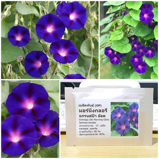 เมล็ดพันธุ์ มอร์นิ่งกลอรี แกรนด์ป้า อ๊อด (Grandpa Ott Morning Glory Seed) บรรจุ 15 เมล็ด คุณภาพดี ของแท้