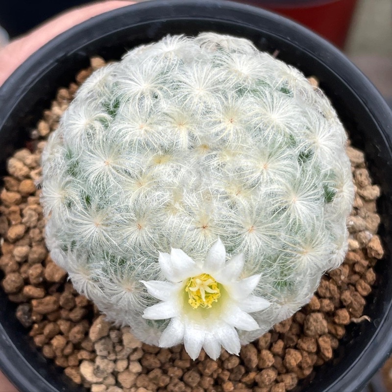 🌵 Mammillaria plumosa  🕊🕊ขนนกญี่ปุ่น