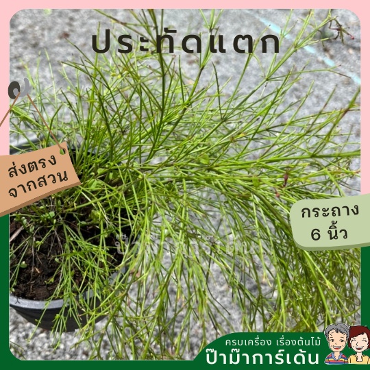 มุมมอง 3