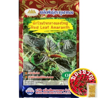 เมล็ดอวบอ้วน100%เมล็ดผักโขม ใจกลางแดงใหญ่ Red Leaf Amaranth เมล็ดผักโขม เมล็ดพันธุ์ผักโขม เมล็ดพันธุ์ผัก ตราภูเขาทองเมล็