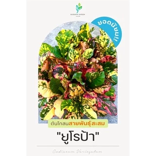 ต้นโกสนพันธุ์ ยูโรป้า ไซส์เล็ก กระถาง 5" สูง 15-20 เซนติเมตร ซื้อ 10 แถม 1 (จัดส่งแบบถอดกระถาง+รับประกันสินค้า)