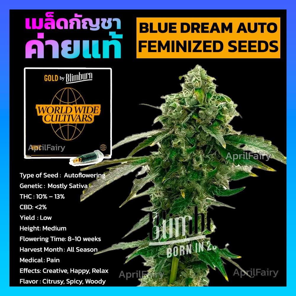 เมล็ดพันธุ์กัญชา นอก บลูดรีม ออโต้ เพศเมีย ค่าย Blimburnseeds ของแท้ 100% แบ่งขาย Blue Dream FEMINIZ