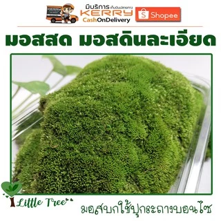 มอสสด มอสดินละเอียด มอสตกแต่งบอนไซ มอสตกแต่งสวนถาด กล่องละ 50฿