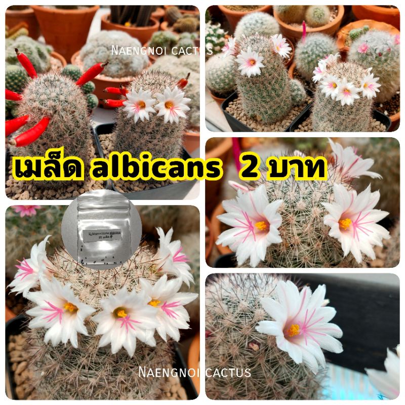 💥โปร 2 บาท💥เมล็ดอัลบิแคน albicans 💢สั่งขั้นต่ำ 10 เมล็ดคะ แมมมิลลาเรีย เมล็ดแคคตัส cactus กระบองเพรช