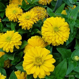 (ผู้ค้าส่งเมล็ดพันธุ์) เมล็ดพันธุ์ ดอกบานชื่น สีเหลือง 100 เมล็ด Yellow Canary Bird Zinniaเมล็ดพันธุ์นำเข้าแท้ 100% นำไป