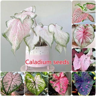 จัดส่งในพื้นที่ บอนสี บอนสีหายาก 100 เมล็ด/ซอง Caladium Seeds Mixed Color Flower Seeds ต้นไม้มงคลสวยๆบอนสีแปลกๆ