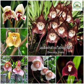 ถูก ใหม่ สายพันธุ์เมล็ดกล้วยไม้หน้าลิง Dracula simia Mixed Flower Seeds ต้นดอกไม้สวยๆเมล็ดดอกไม้ กล้วยไม้จริงๆ พันธุ์ 30