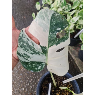 Monstera albo 👉มอนสเตร่าอัลโบ้ด่าง🥰🥰🥰