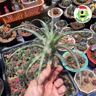 ทิลแลนเซีย เฟล็กซูโอซ่า : Tillandsia flexuosa