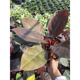 Philodendron Black Cardinal ฟิโลเดนดรอน แบล็คคาดินัล กุมารดำเรียกทรัพย์ ส่งพร้อมกระถางชำสีดำ10นิ้ว