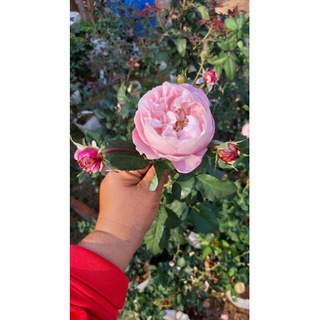 🌹🌹กุหลาบ  พลูม plume