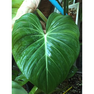 Philodendron gloriosum ก้านแบน