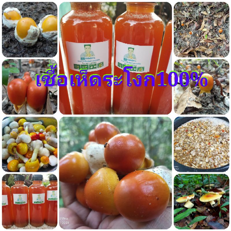เชื้อเห็ดระโงกเหลืองแบบเข้มข้น,เห็ดเผาะ,เห็ดปลวก,เห็ดป่ารวม แท้100%ซื้อ5แถม1