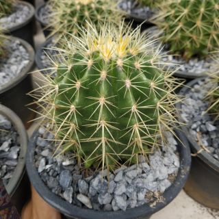 ถังทอง Echinocactus grusonii Hildm กระถาง 6"