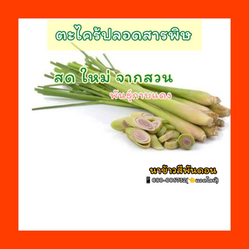 ตะไคร้(พันธุ์กาบแดง) บรรจุ1กิโลกรัม