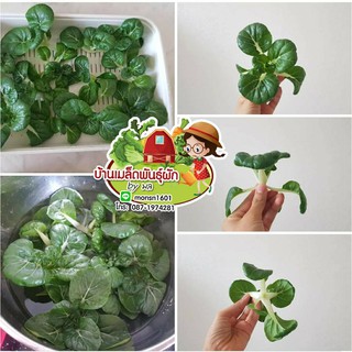 เมล็ดพันธุ์ผัก บ๊อกฉ่อย( Bok Choy Vegetables)  หรือ กวางตุ้งเบบี้ขาว  หรือ บ๊อกฉ่อยหวาน