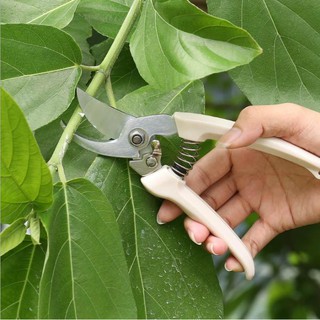 กรรไกรตัดกิ่ง กรรไกรตัดกิ่งไม้ กรรไกรตัดแต่งกิ่งไม้ Garden Scissors Grafting Tool Pruning Shears