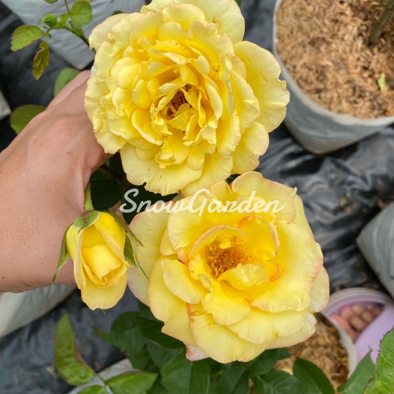 กุหลาบ Queen Sirikit Rosaกุหลาบควีนสิริกิติ์ สีเหลืองขอบชมพู มีกลิ่นหอม แบบถุง