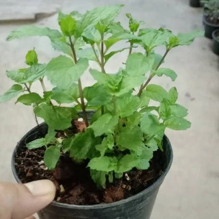 ต้นพันธ์ุสะระแหน่ ปลูกในกระถาง 4 นิ้ว