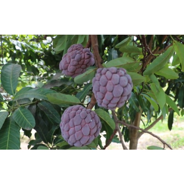 เมล็ดน้อยหน่าครั่ง เมล็ดน้อยหน่าพันธุ์สีม่วง 15 เมล็ด   29 บาท - รูปที่ 4