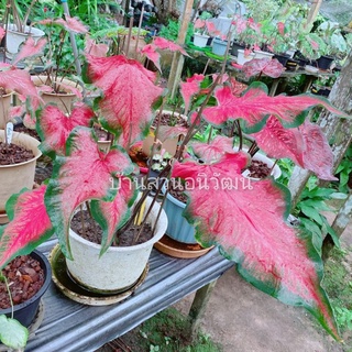 ท้าวพันตาบอนสี บอนสีโบราณ บอนเก่า เลี้ยงเต็มฟอร์มใบใหญ่มาก