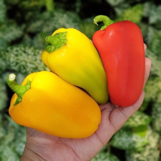 พริกออร่า🌶คละสี📌ถูกที่สุด10บ.📌เมล็ดพันธุ์พริกหวานออร่า 10เมล็ด🌶ปลูกง่าย☘️โตไว🎋ผลดก📌