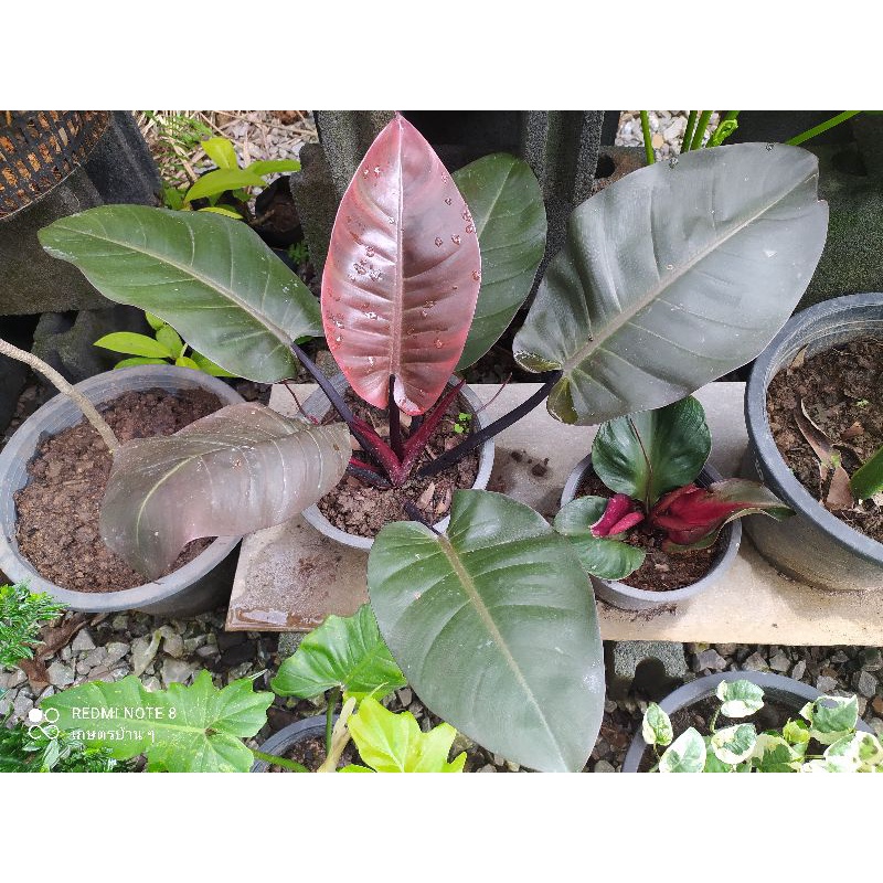 philodendron black cardinals ฟิโล แบล็คคาดินัล