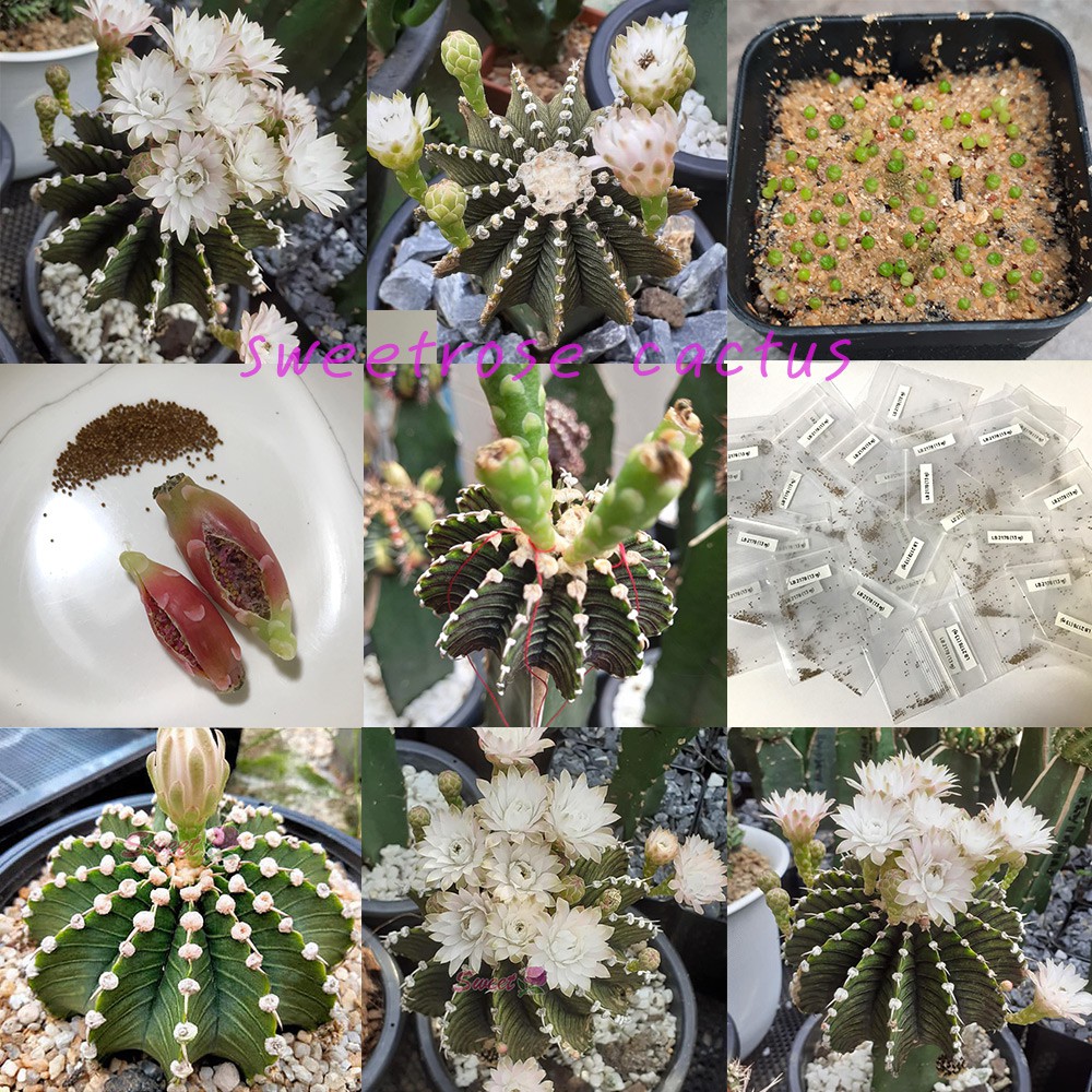 เมล็ด LB2178 แท้ คัดพ่อแม่ 13พู ชุด 25 เมล็ด ( เมล็ดแคคตัส / กระบองเพชร / cactus / เมลดพันธุ์ )