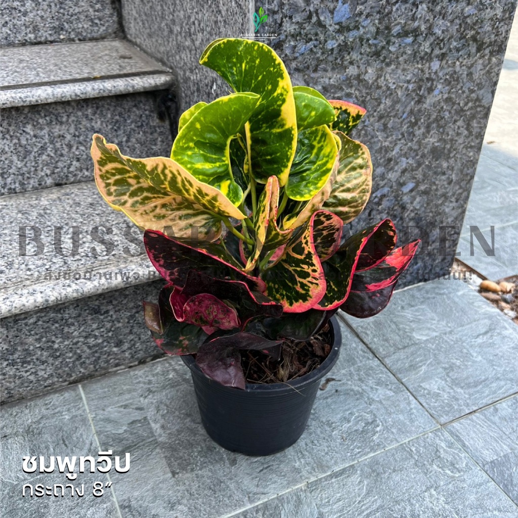 ต้นโกสนพันธุ์ ชมพูทวีป ไซส์ใหญ่ กระถาง 8" สูง 30-40 เซนติเมตร ซื้อ 10 แถม 1 (จัดส่งแบบถอดกระถาง+รับประกันสินค้า)