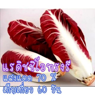 เมล็ด​พันธุ์​ แรดิชชิโอ (Radicchio) ​ทรงรี​ 150เมล็ด​