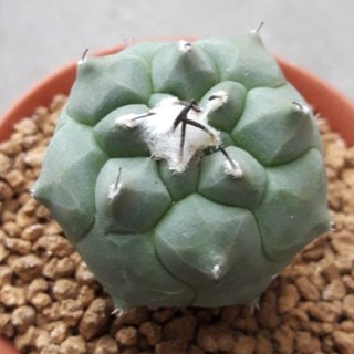 Cake cactus farm กระบองเพชร Turbinicarpus jauernigii เทอร์บินิคาร์ปัส เจาเออร์นิกิอาย