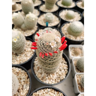 mammillaria magallanii.